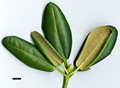 SpeciesSub: subsp. fauriei